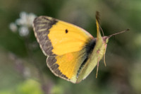 Colias crocea - 9300 - Route Amfipoli - Serres - Drama - 16/04/22