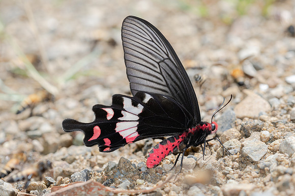 Byasa adamsoni adamsoni-4518 - Chiang Dao - 12/03/23