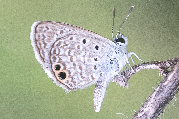 Hemiargus ceraunus --2671