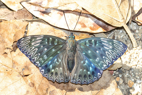 Dichorrgia nesimachus-5545
