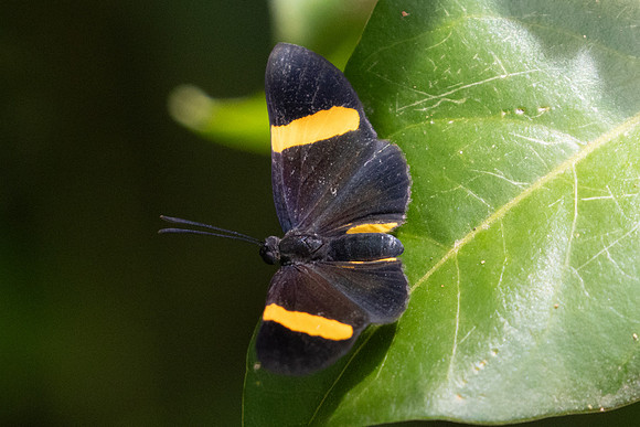 Isapis agyrtus-3607