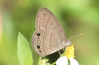 Hermeuptychia sosybius-4122