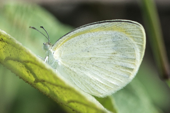 Eurema daira-1