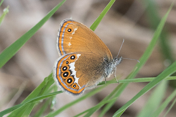 Coenonympha hero-6284 - Passonfontaine - 27/05/22