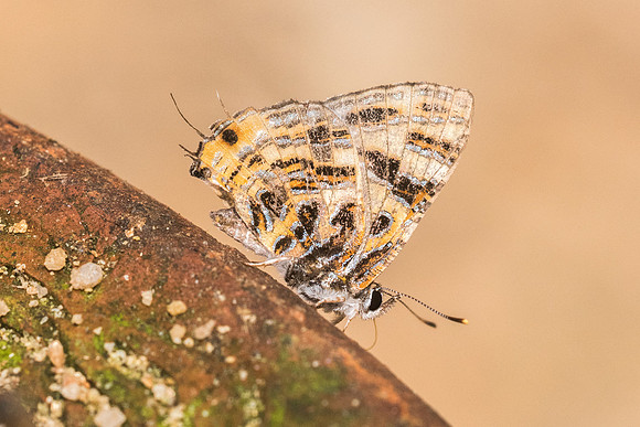 Catapaecilma subochrea-1327- Chiang Dao - 11/03/23
