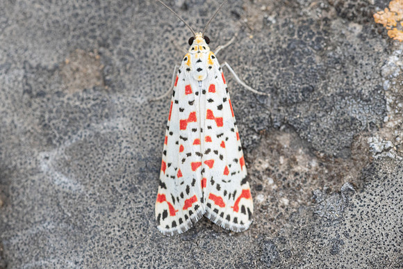 Utetheisa pulchella nuit-1178
