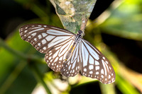 Parantica aglea-1689 - Chiang Dao - 18/03/25
