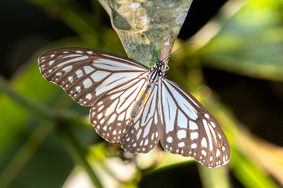 Parantica aglea-1689 - Chiang Dao - 18/03/25