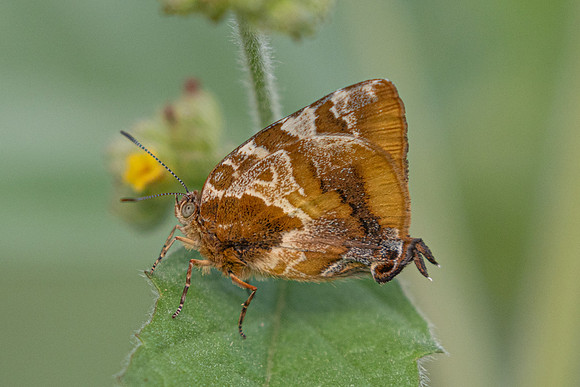 Arawacus ellida-0704 - Barichara - 7/06/24