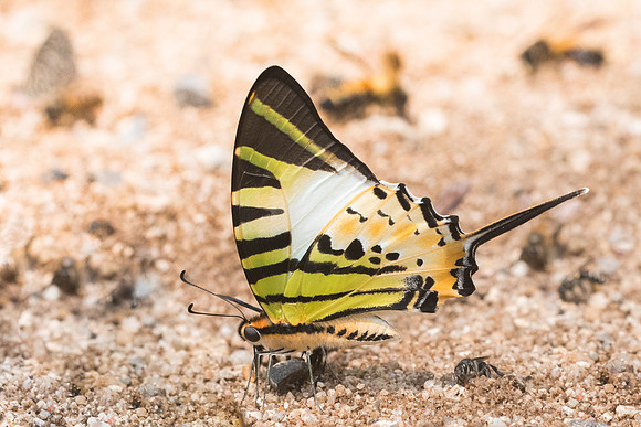 Graphium antiphates nebulosus-0760- Chiang Dao - 11/03/23