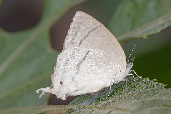 Drina dodina-6511 - Doi Suthep - 28/03/25