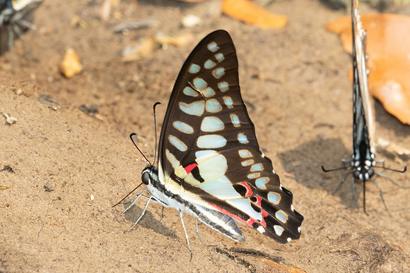 Graphium doson-1278 - Chiang Dao - 17/03/25