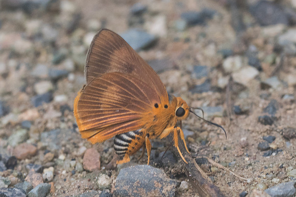 Burara harisa-9779 - Chiang Dao - 16/11/23