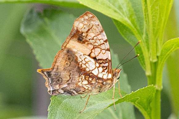 Hypanartia lethe-6080