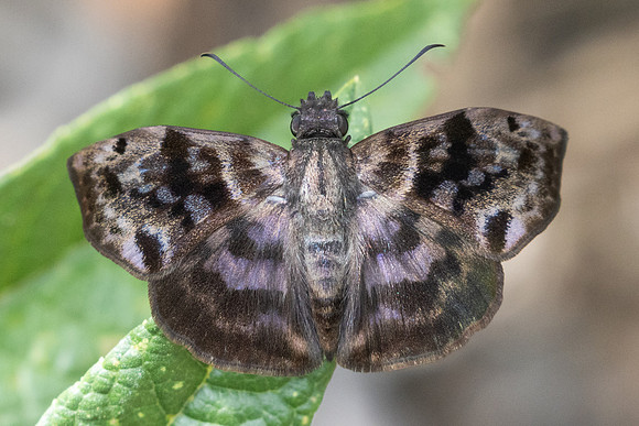 Ebrietas anacreon-3281