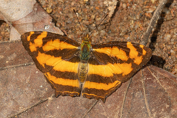 Symbrenthia lilaea lilaea -5649
