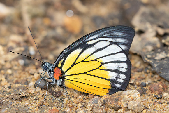 Prioneris philonome-0357