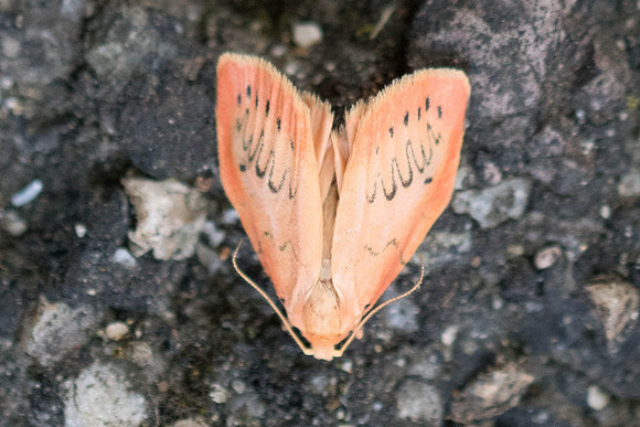 Miltochrista miniata-6993 - Lyons la Forêt - 14/08/22