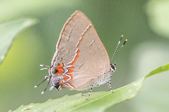 Calycopis quintana-4465