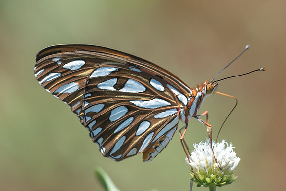 Agraulis vanillae incarnata-5114