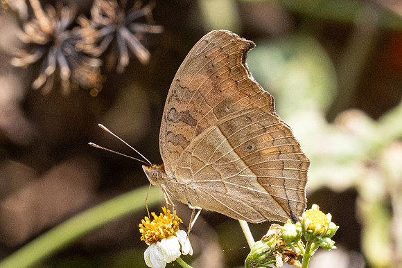 Junonia iphita-4244