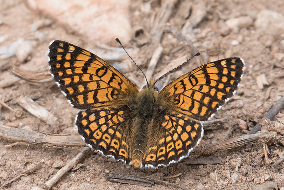 Melitaea cinxia-0001
