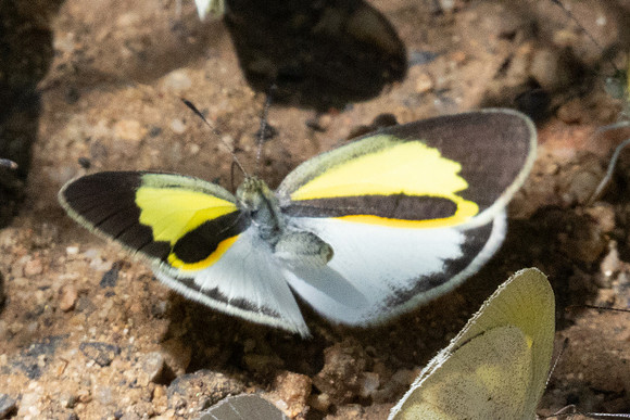Eurema elathea -1687 -Barichara - 8/06/24