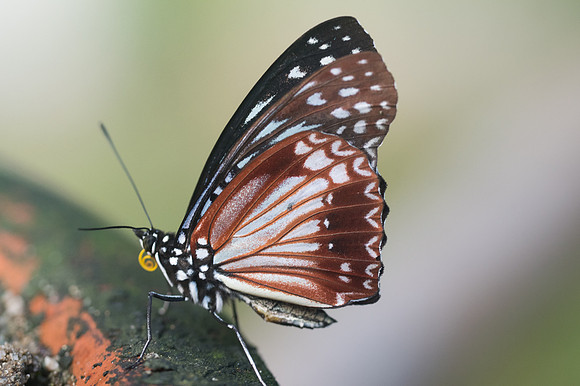 Hestinalis nama-3340 - Chiang Dao - 15/11/23