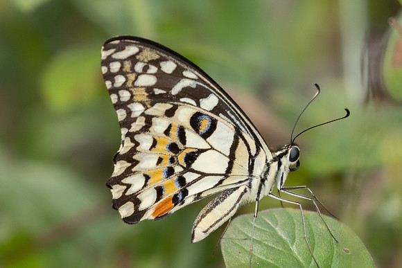 Papilio demoleus-0875