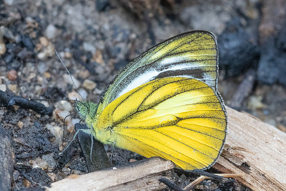 Cepora nadina-9078