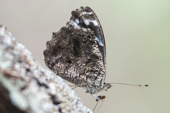 Myscelia ethusa--6348