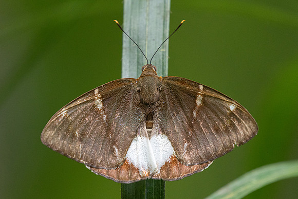 castniomera atymnius nuit-8389
