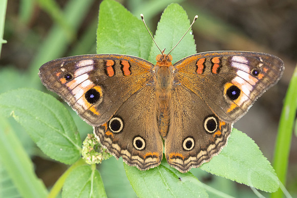 Junonia zonalis-9557