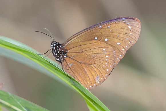 Euploea mulciber-6462 - Doi Suthep 720m - 28/03/25
