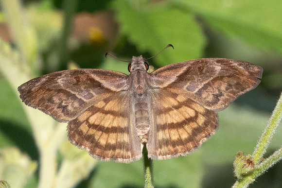 Timochares trifasciata trifasciata -1061