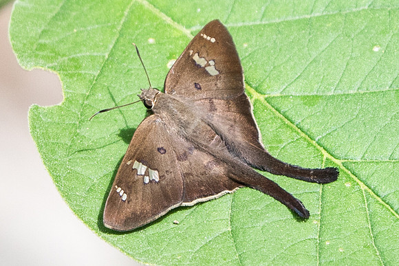 Polythrix asine-5466