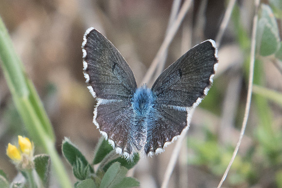 Pseudophilotes vicrama-9619