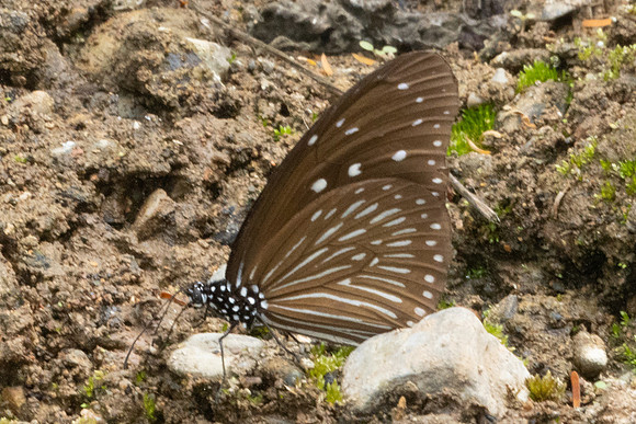 Euploea mulciber ♀-2553