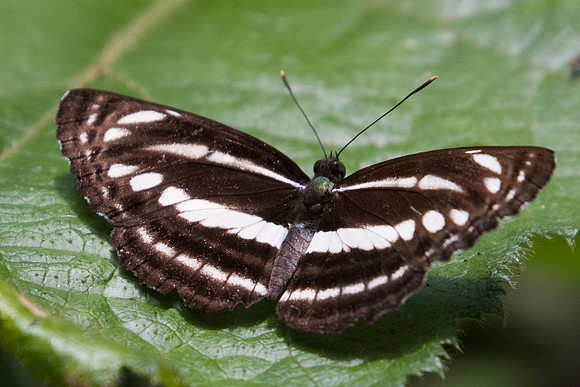Neptis clinia id--1173 - Chiang Dao - 16/11/23