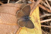 Zizina otis lampa id--6214 Doi Suthep 14/03/23