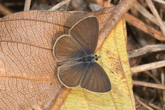 Zizina otis lampa id--6214 Doi Suthep 14/03/23