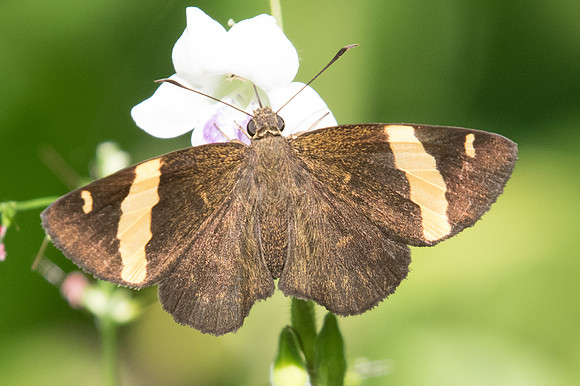 Celaenorrhinus aurivittatus id--1861 - Chiang Dao - 15/11/23