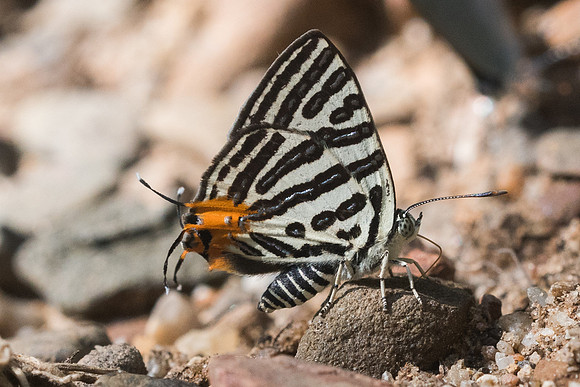 Spindasis syama peguanus-1389 - Chiang Dao - 16/11/23