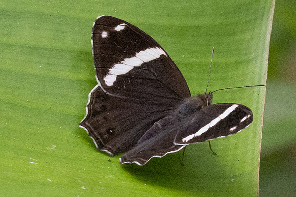 Lethe confusa-1850