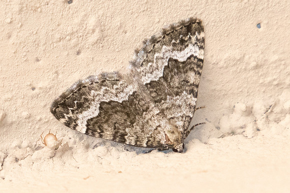 Nuit-5557 Epirrhoe alternata