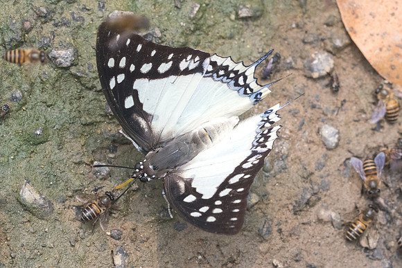Polyura eudamippus -0544- Chiang Dao  - 11/03/23
