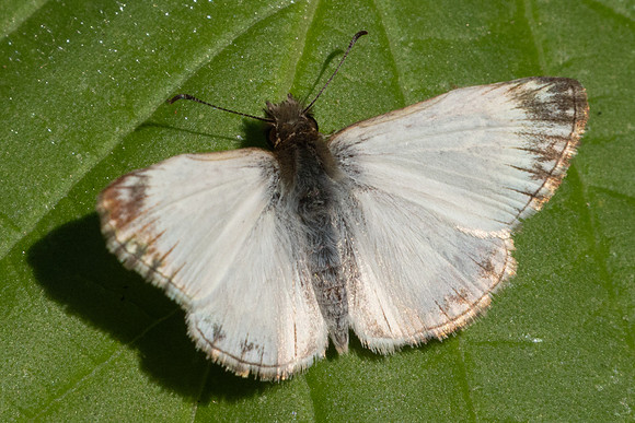 Heliopetes macaira-1024
