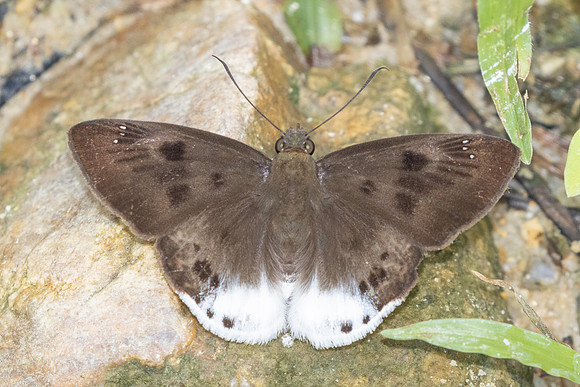 Tagiades gana-9762 - Gopeng, Sungai Geroh - 13/03/25