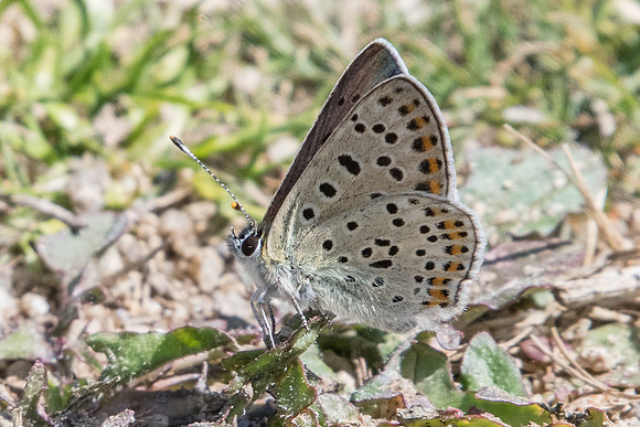 Lycaena tityrus-8415