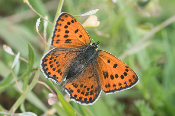 Lycaena thersamon-0481